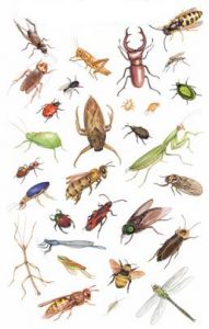 insectsgroups1